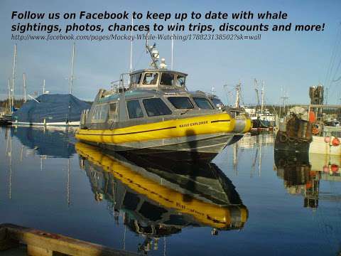 Mackay Whale Watching Mackay Whale Watching