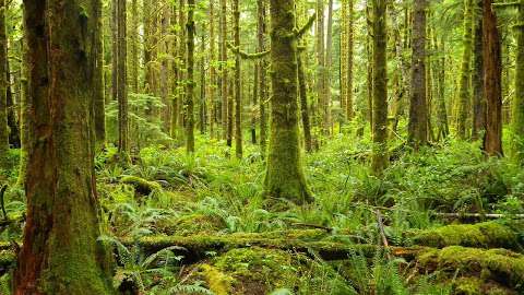 Strategic Natural Resource Consultants Strategic Natural Resource Consultants